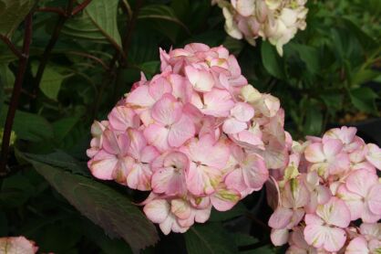 Hortensja Piłkowana "Preziosa" (Hydrangea Serrata)