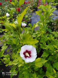 Ketmia Syryjska "Red Heart" (Hibiscus Syriacus)