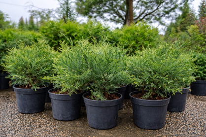 Żywotnikowiec Japoński "Variegata" (Thujopsis Dolabrata)