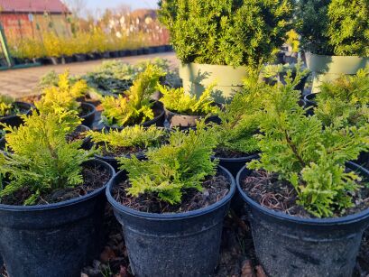 Cyprysowiec Leylanda "Gold Rider" (Cupressocyparis leylandii)