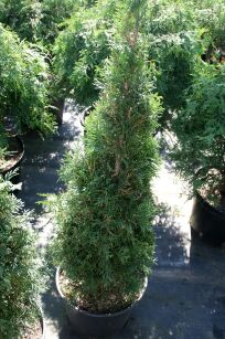 Żywotnik Zachodni "Smaragd" (Thuja Occ.)