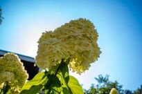 Hortensja bukietowa 