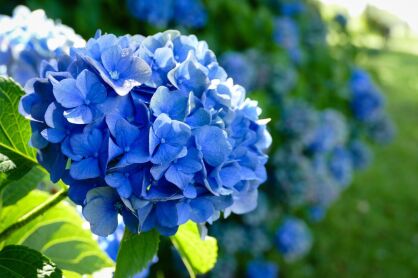 Hortensja Ogrodowa "Early Blue" ( Hydrangea Macrophylla )