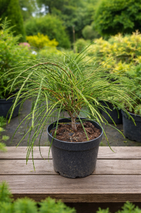 Żywotnik Olbrzymi "Whipcord" (Thuja Plicata)