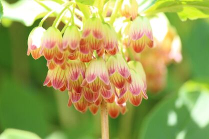 Enkiant Dzwonkowaty (Enkianthus campanulatus)
