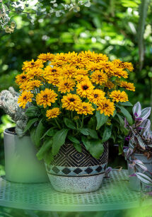 Rudbekia "Littlebeckia Ballerina" (Rudbeckia Hirta)