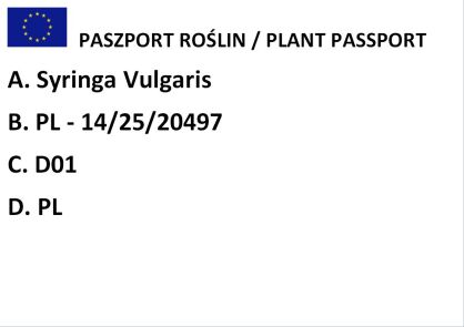 Lilak Pospolity "Sensation" (Syringa Vulgaris)