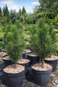 Sosna Czarna "Green Rocket" (Pinus Nigra)