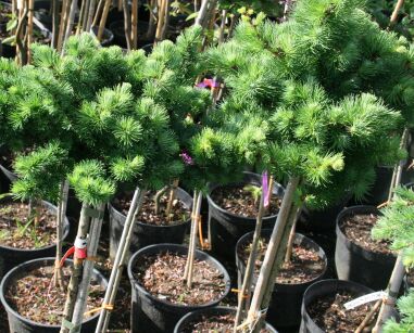 Modrzew Japoński "Blue Ball" szczepiony (Larix kaempferi)