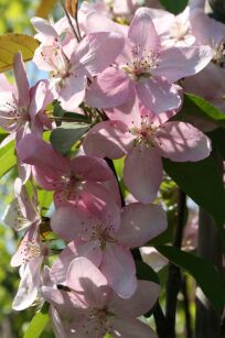 Jabłoń "Ola"  (Malus) 