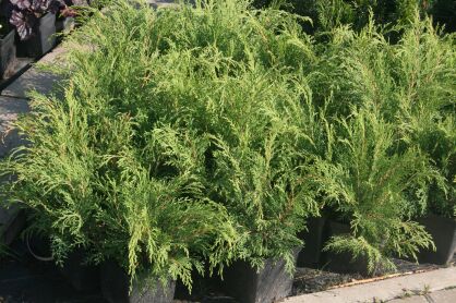 Mikrobiota Syberyjska (Microbiota Decussata)