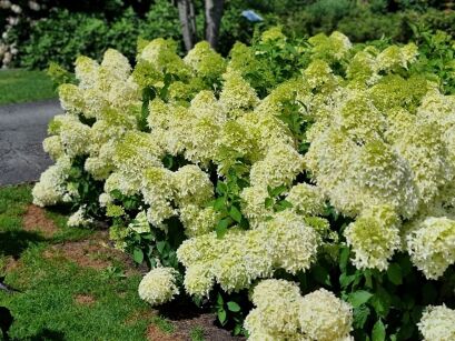 Hortensja Bukietowa "Skyfall" (Hydrangea Paniculata)