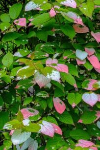 Aktinidia Pstrolistna „Dr. Szymanowski" (Actinidia Kolomikta)