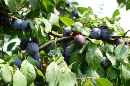 Śliwa "Węgierka Zwykła" goły korzeń (Prunus domestica)