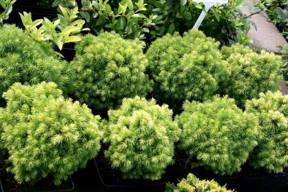 Świerk Biały "Dendrofarma Gold"  (Picea Glauca)