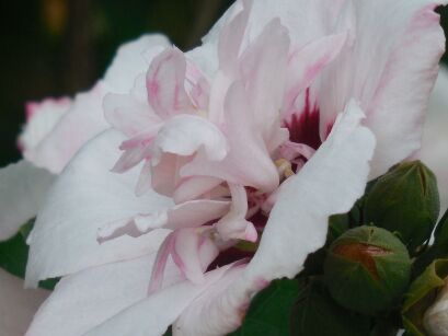 Ketmia Syryjska "Leoplodii" (Hibiscus Syriacus)