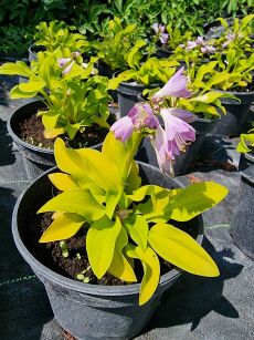 Funkia "Sun Mouse" (Hosta)