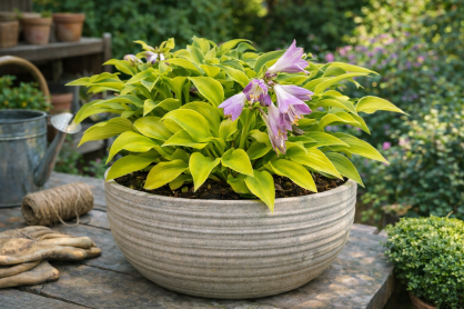 Funkia "Sun Mouse" (Hosta)