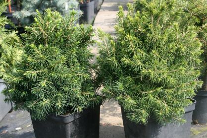 Świerk Pospolity "Tompa" (Picea Abies) 