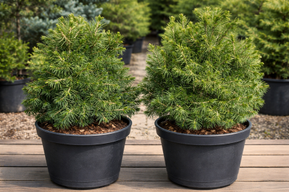 Świerk Pospolity "Tompa" (Picea Abies)