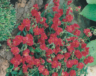 Posłonek ogrodowy "Cerise Queen" (Helianthemum nummularium)