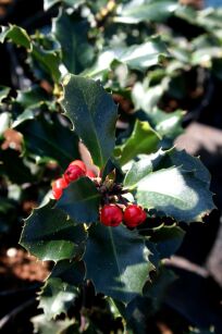 Ostrokrzew Meservy "Blue Princess" (Ilex Maserveae)