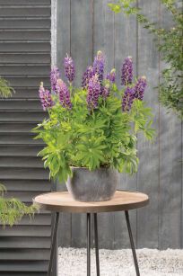Łubin Trwały "Legendary Blue Shades" (Lupinus Polyphyllus)