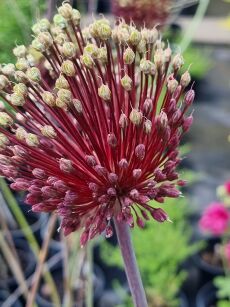 Czosnek Ogrodowy "Red Mohican" (Allium)