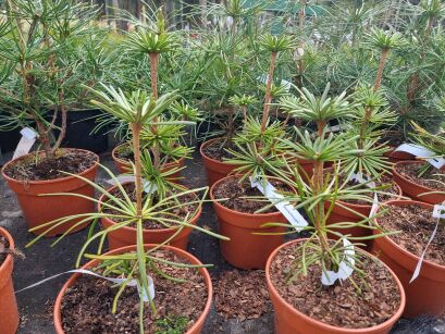 Sośnica Japońska "Twister" (Sciadopitys Verticillata)