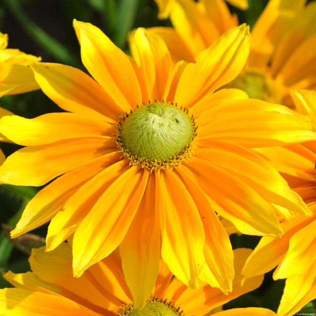 Rudbekia 