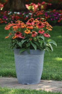 Jeżówka Purpurowa "Lakota Red" (Echinacea Purpurea)