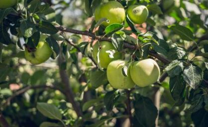 Jabłoń "Antonówka masłowa” goły korzeń (Malus domestica)