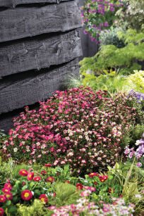 Skalnica Arendsa "Marto Picotee Red" (Saxifraga x Arendsii )