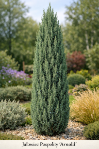 Jałowiec Pospolity "Arnold" (Juniperus Communis)
