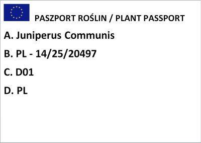 Jałowiec Pospolity "Arnold" (Juniperus Communis)