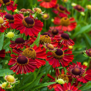 Dzielżan "Mariachi™ Siesta" ( Helenium )