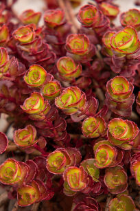 Rozchodnik Kaukaski "Dragons Blood" (Sedum Spurium)