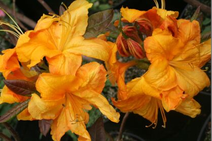 Azalia "Klondyke" (Rhododendron Mollis Azalea)