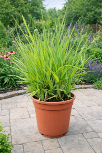 Proso Rózgowate "Rehbraun" (Panicum Virgatum )