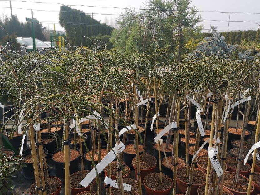  Duplicate-2