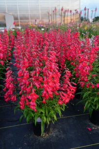 Penstemon "Quartz Red" (Penstemon)