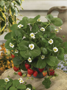 Truskawka Ananasowa "Loran F1 White" (Fragaria x ananassa)