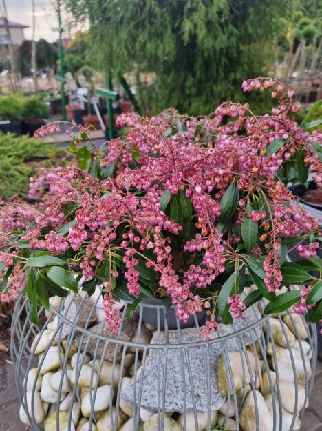 Pieris Japoński “Katsura” (Pieris Japonica) 