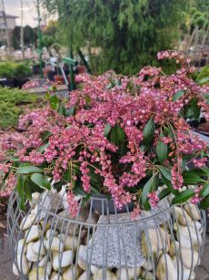 Pieris Japoński “Katsura” (Pieris Japonica) 