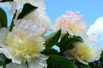 Piwonia Chińska "Primavera" (Paeonia )