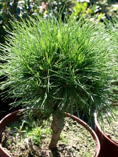 Sosna Górska "Varella" (Pinus Mugo )