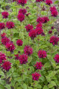 Pysznogłówka Ogrodowa "Fireball ®"  ( Monarda Didyma)