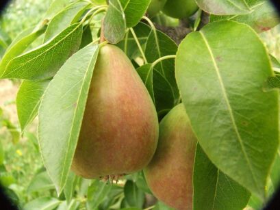 Grusza "Faworytka" goły korzeń (Pyrus)