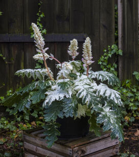 Akant miękki "Tasmanian Angel" (Acanthus mollis)