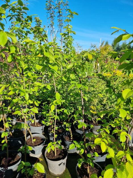 Grab Pospolity (Carpinus Betulus)